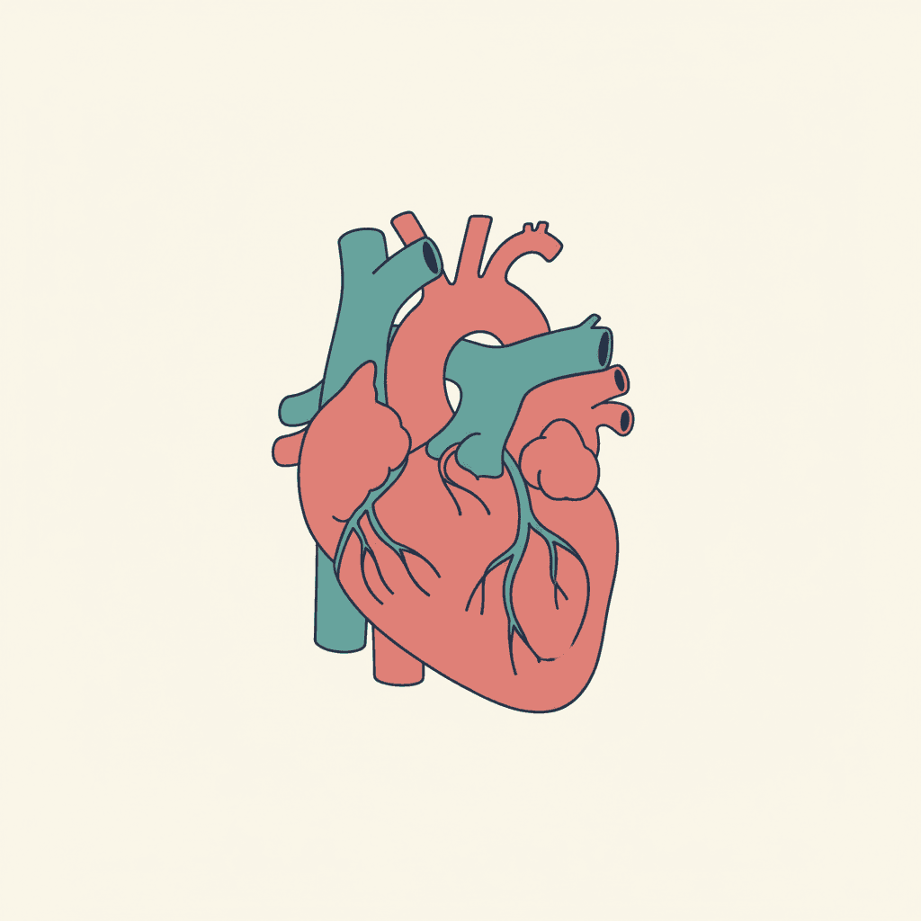 Cardiovascular System for TEAS 7: Blood Flow Pathway & Heart Anatomy