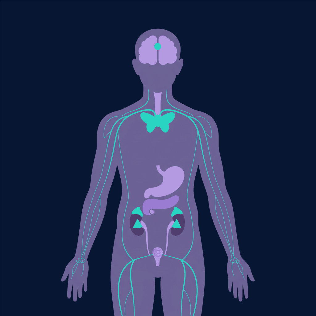Endocrine System & Hormones for TEAS 7: Feedback Loops Made Simple